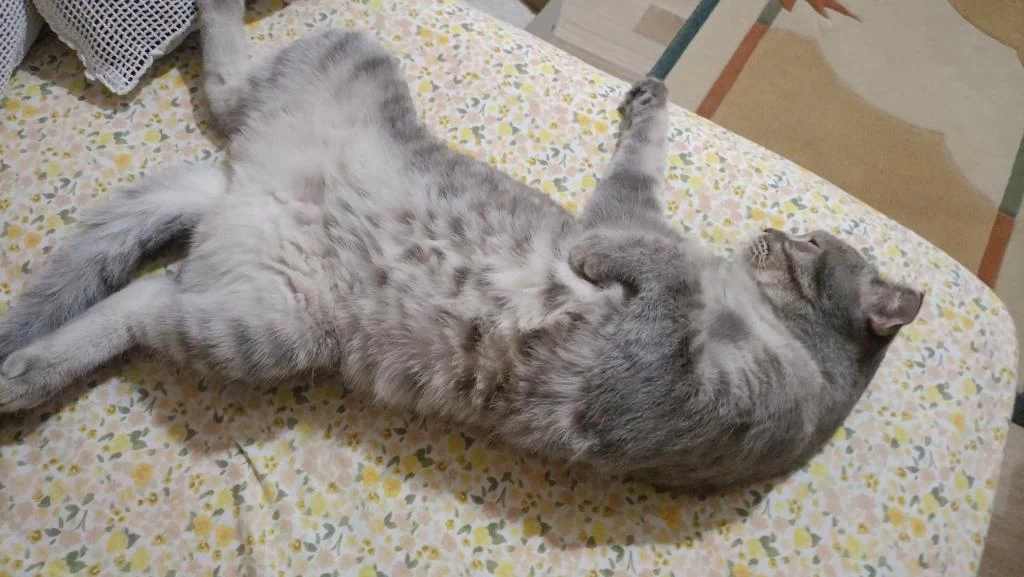 Scottish Fold Silver Yumak İçin Ömürlük Yuva Arıyoruz