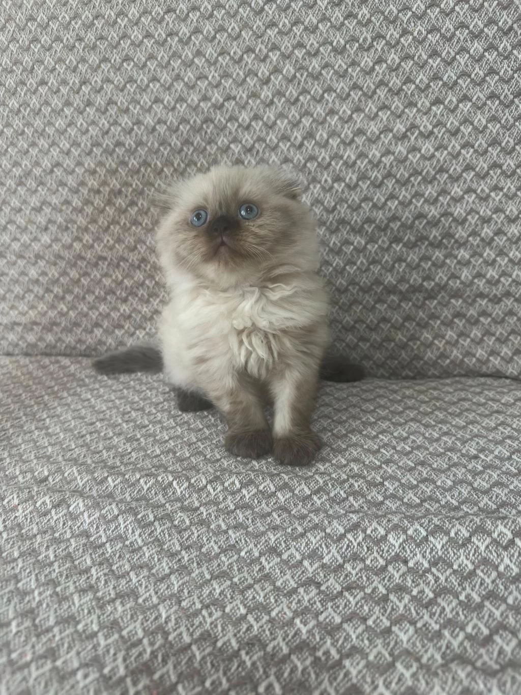 Scottish Fold Yavrularımız Kendi Kedilerimiz