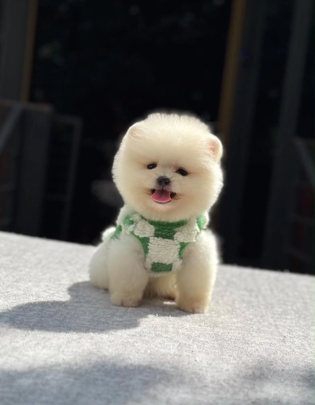 Sağlik Ve İrk Garantili Pomeranian
