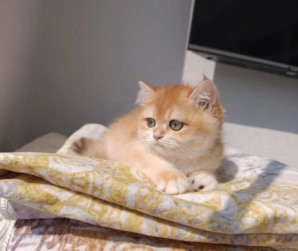 Çok Güzel Safkan Golden British Shorthair Kızımız