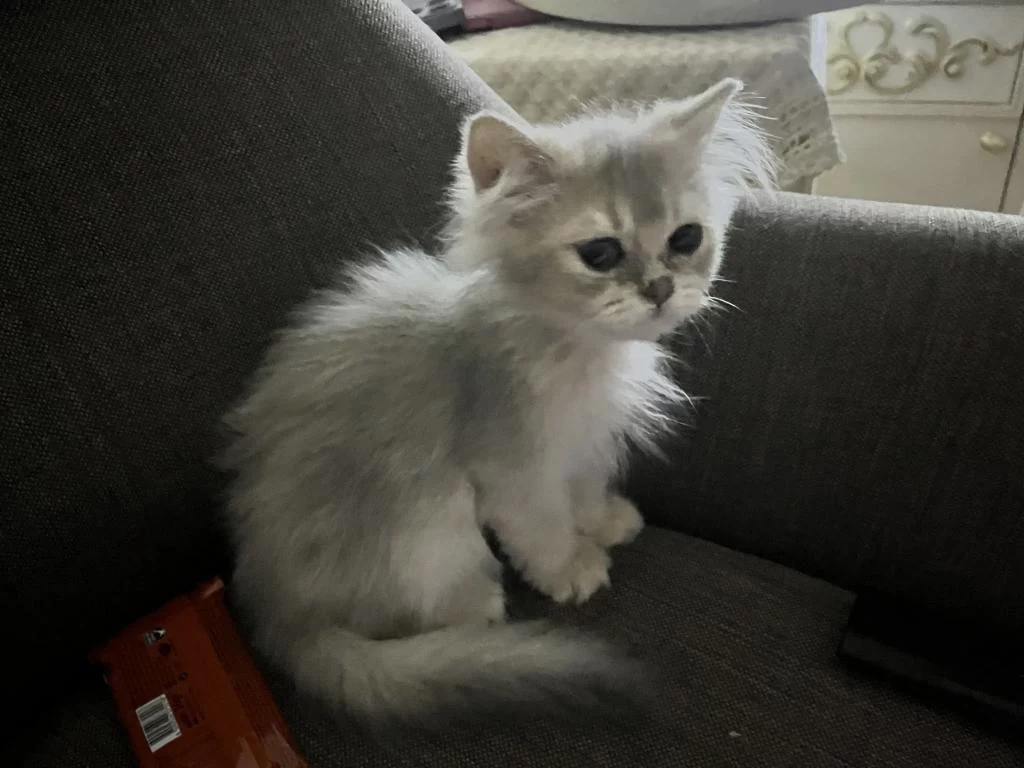 2 Aylık Erkek British Longhair Yavrumuz