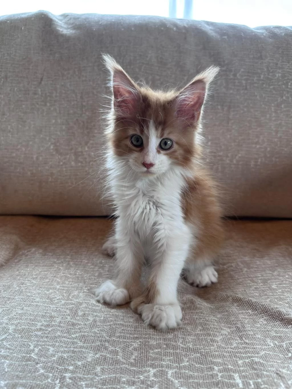 Xxl Cüsse Mükemmel Profil Dopdolu Maine Coon
