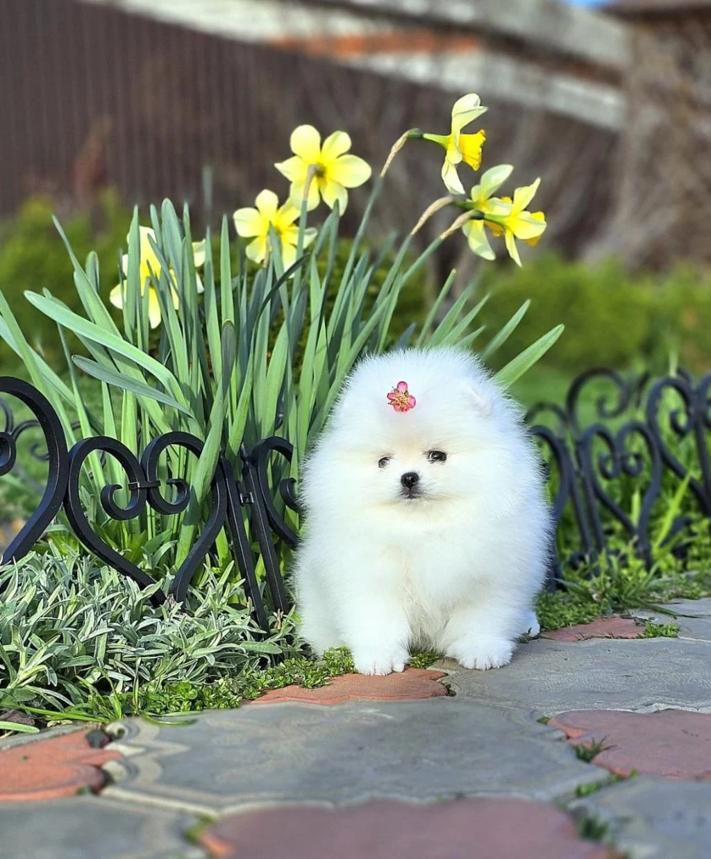 Pomeranian Boo Bebekler