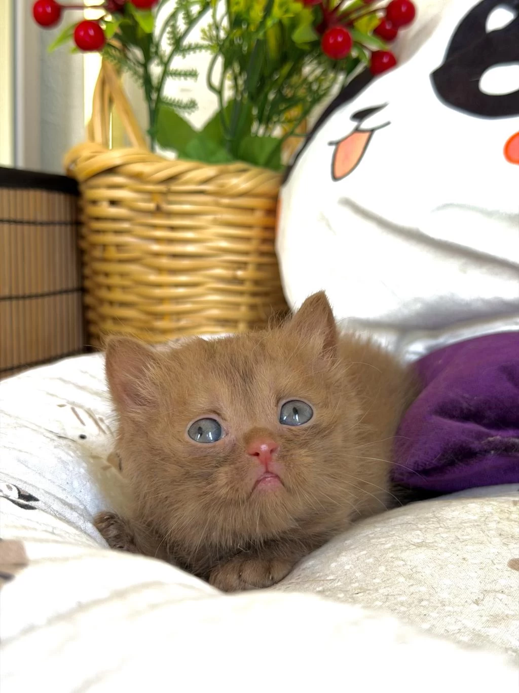 Cinnamon British Shorthair