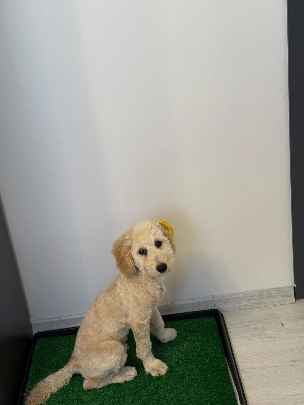 Latte 81 İle Gönderim Mevcut Köpeğimiz