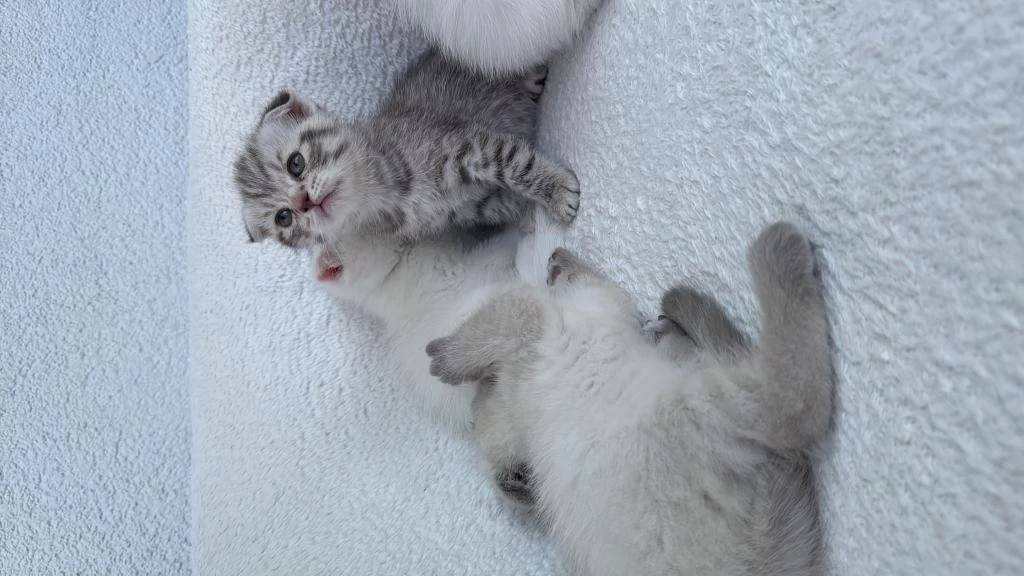 Harika Sevimli Kedicikler