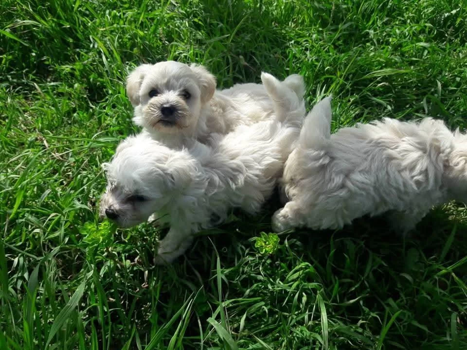 Maltese Terrier Bebekleri