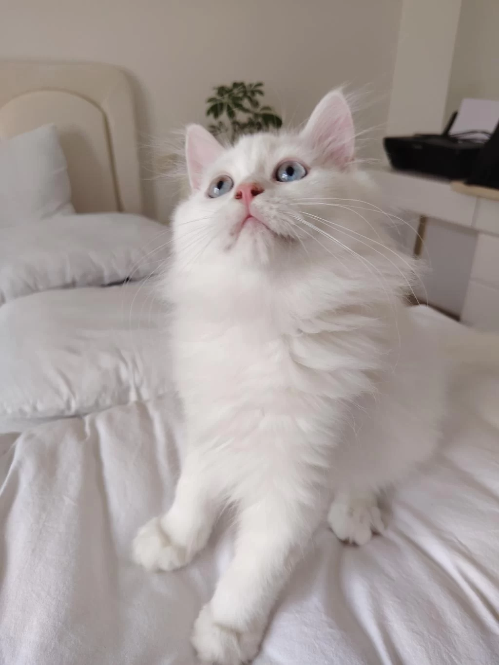 British Longhair Erkek 3 Aylık Yavrularımız