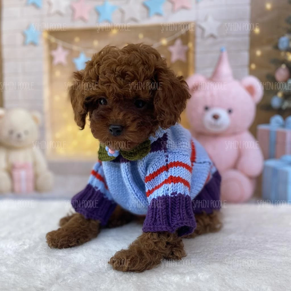 Sağlıklı Toy Poodle Yavru