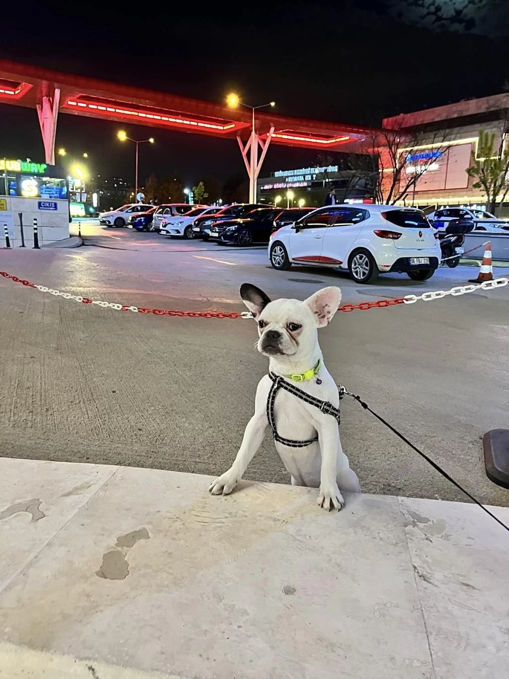 French Bulldog Aşıları Tam Kısırlaştırıldı