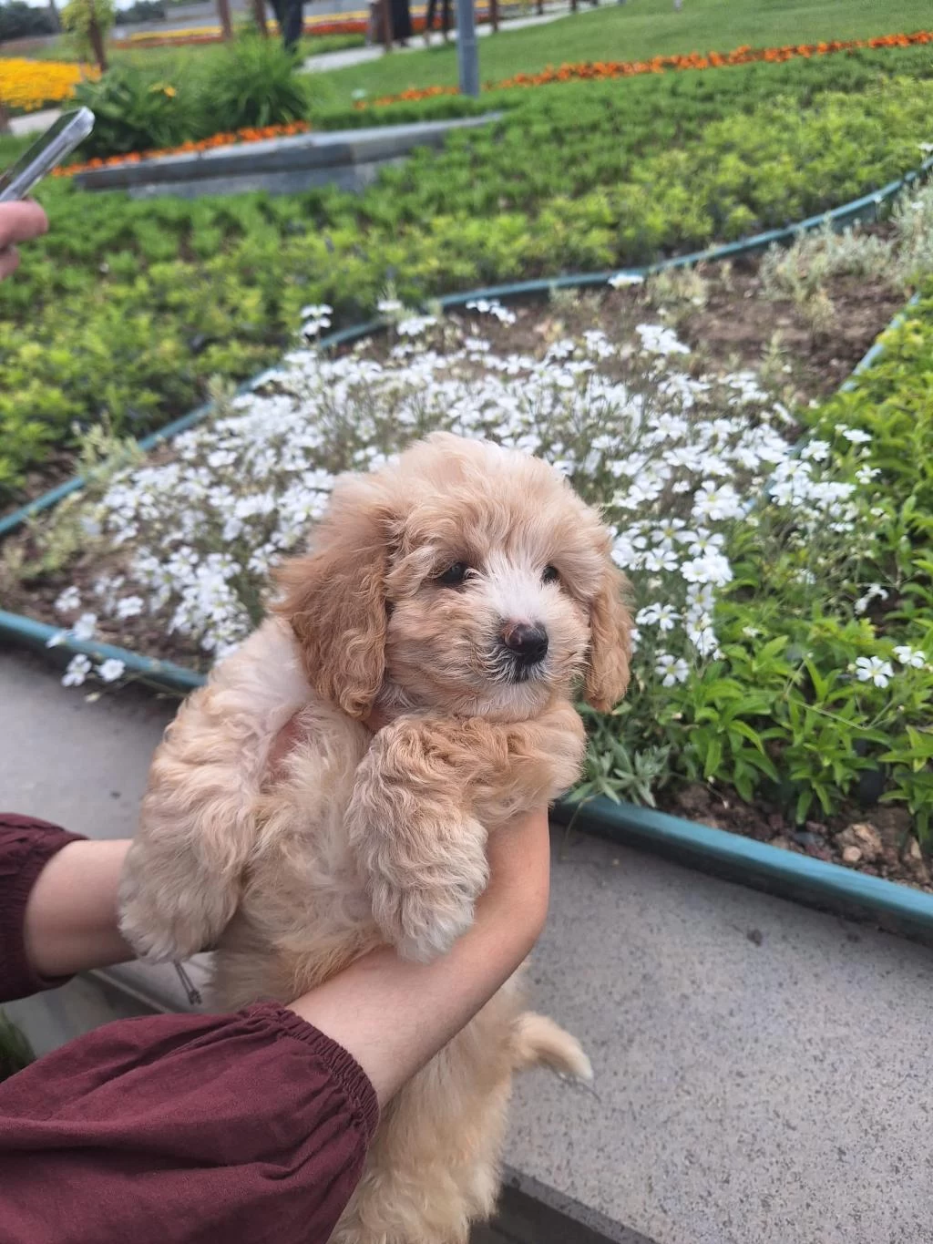 Harika 4 Aylik Maltipoo