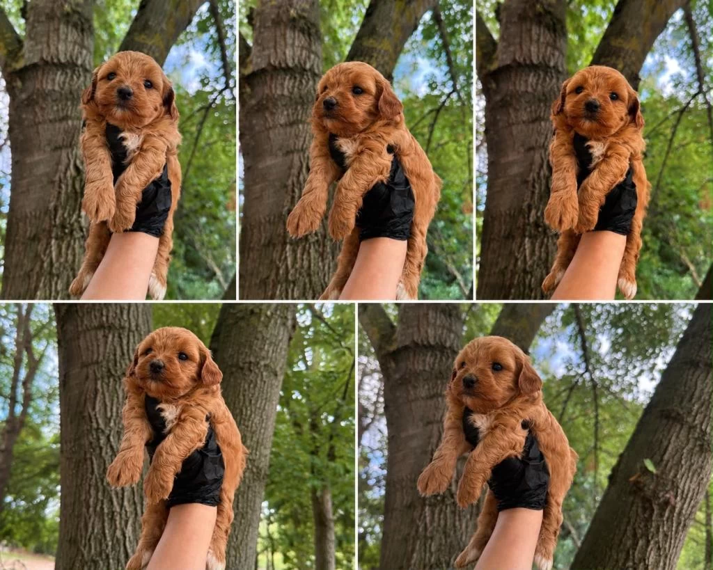 Harika Maltipoo Dişi Erkek