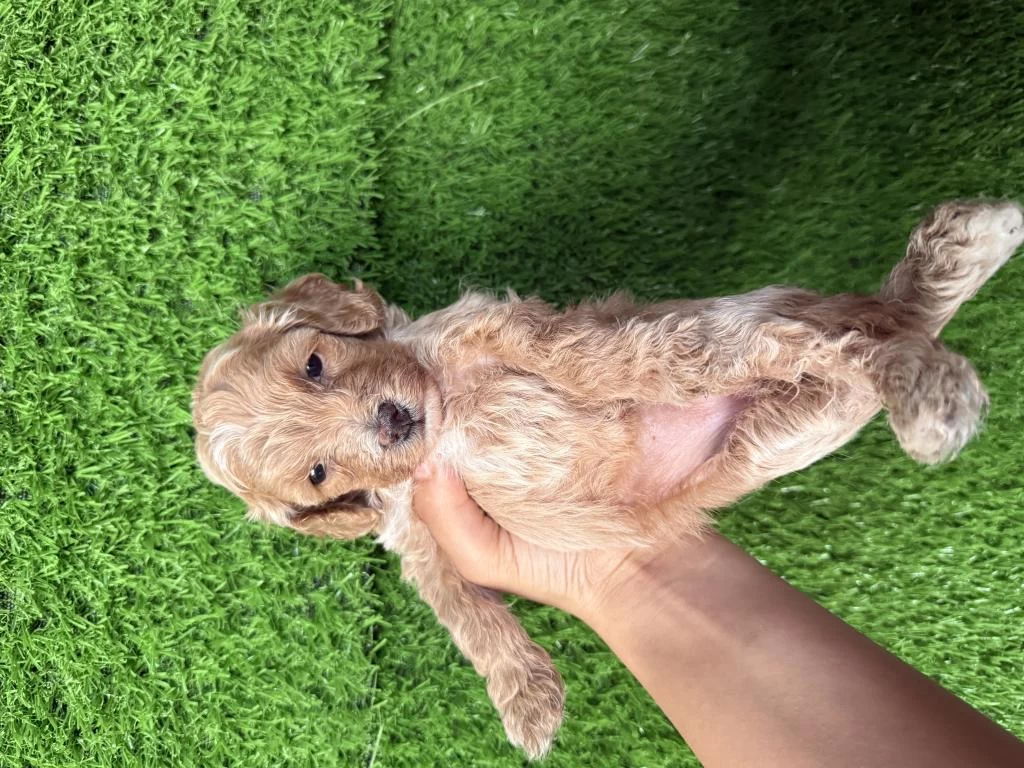 Maltipoo Cins Dişi Yavru