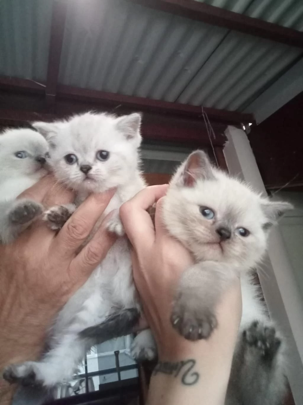 British Shorthair Yavrular