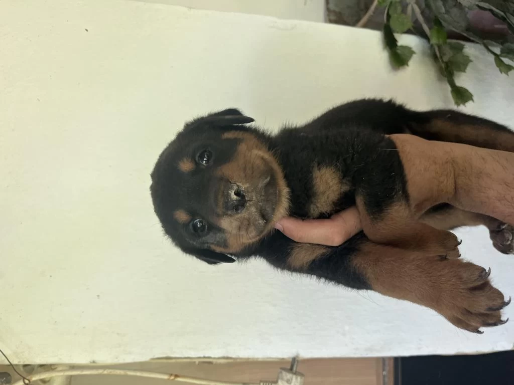 Erkek Ve Dişi Rottweiler Yavrularimiz