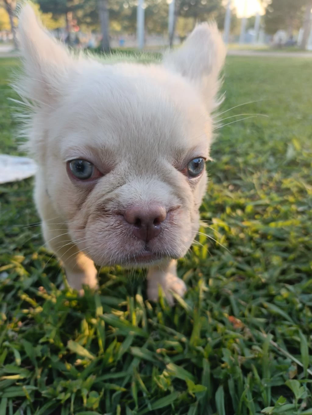 French Bulldog Yavruları