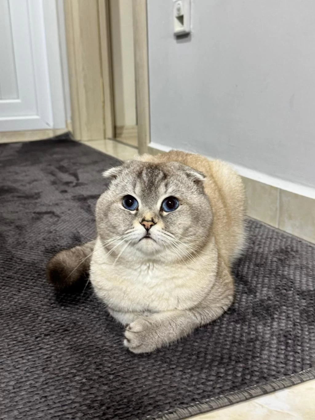 Scottish Fold Oğluma Eş Arıyorum