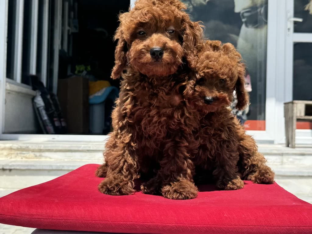 Petmode Köpek Çiftliğinden Toy Poodle Yavrularımız