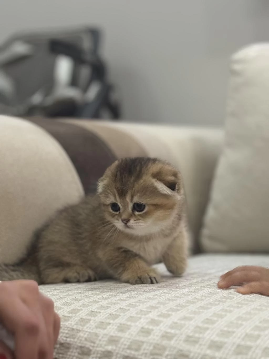 45 Günlük Scottish Fold