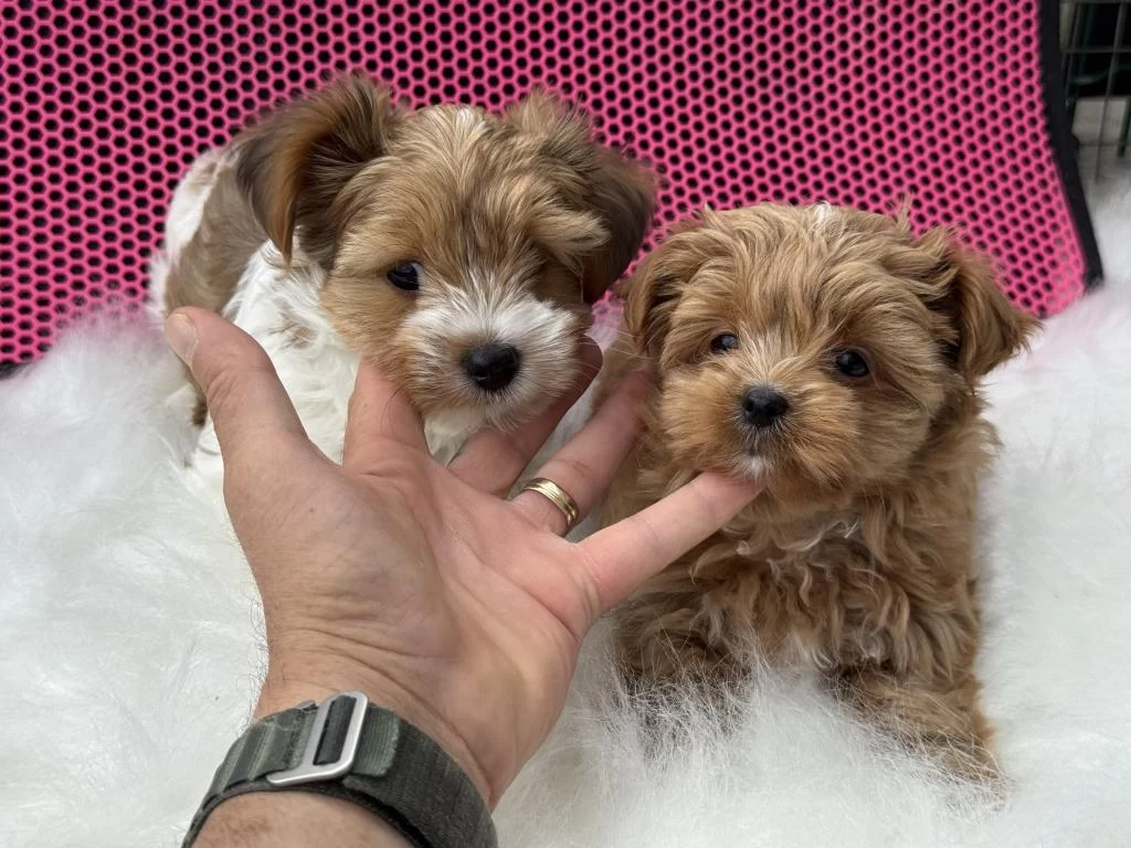 Petmode Köpek Çiftliğinden Tea Cup Morkie