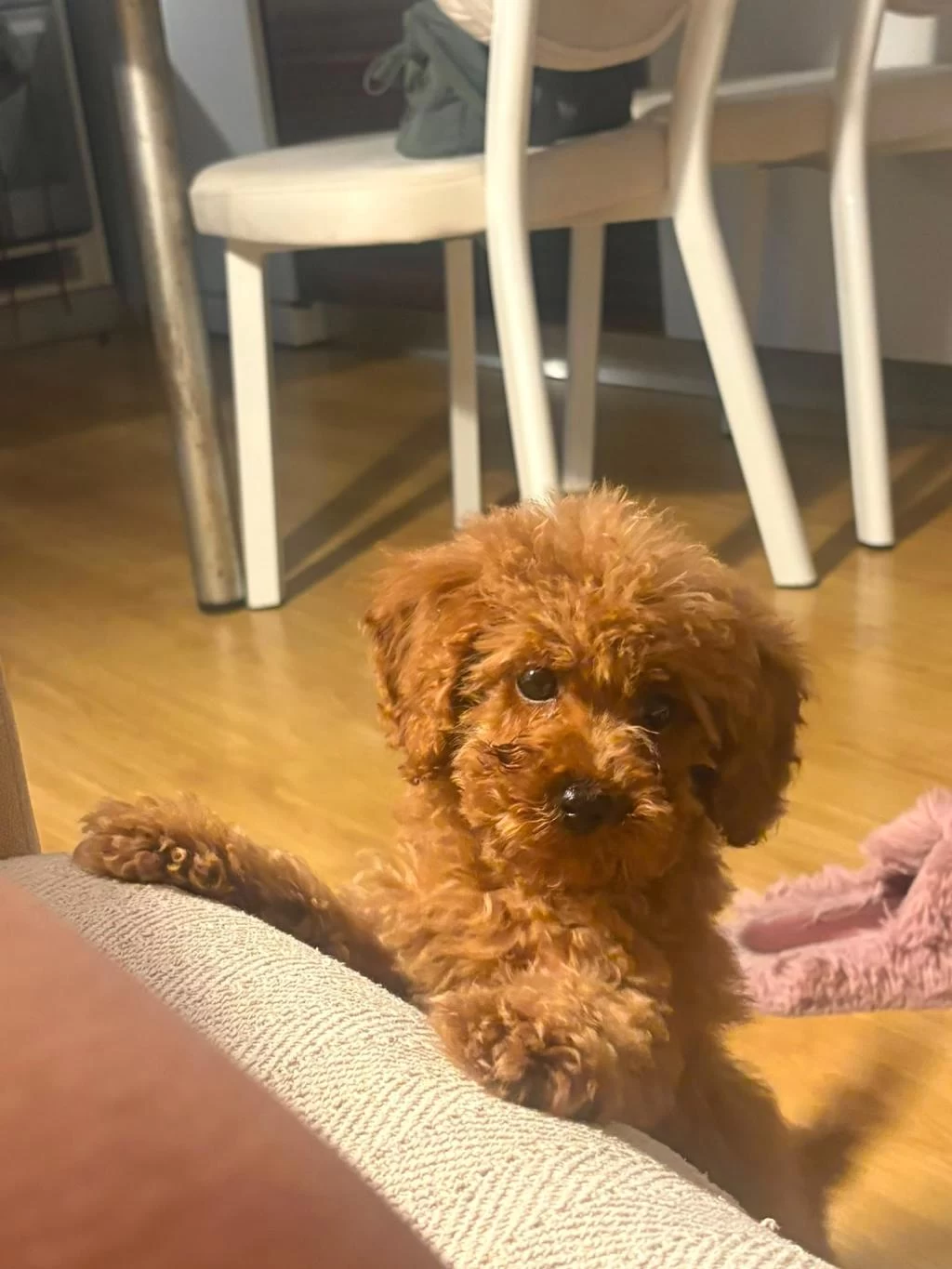 Harika Toy Poodle Köpekler