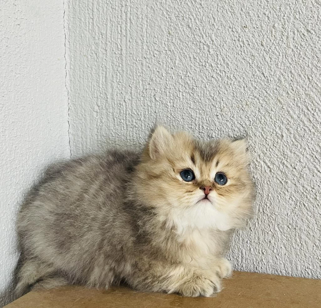 55 Günlük Yavru British Longhair
