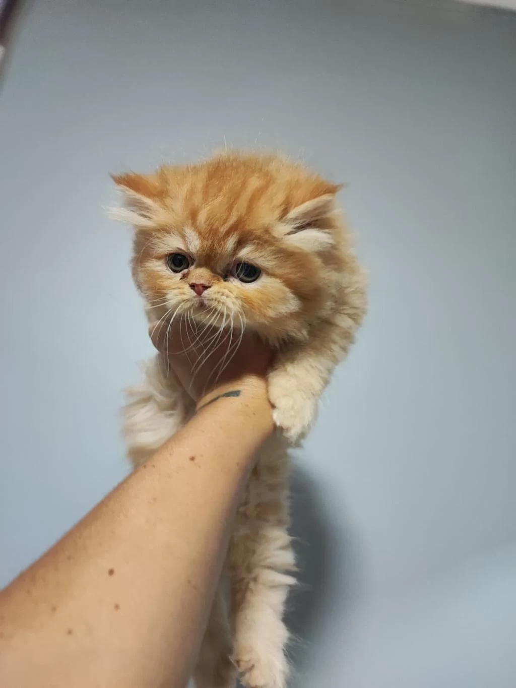 Sağlıklı Erkek İran Kedileri