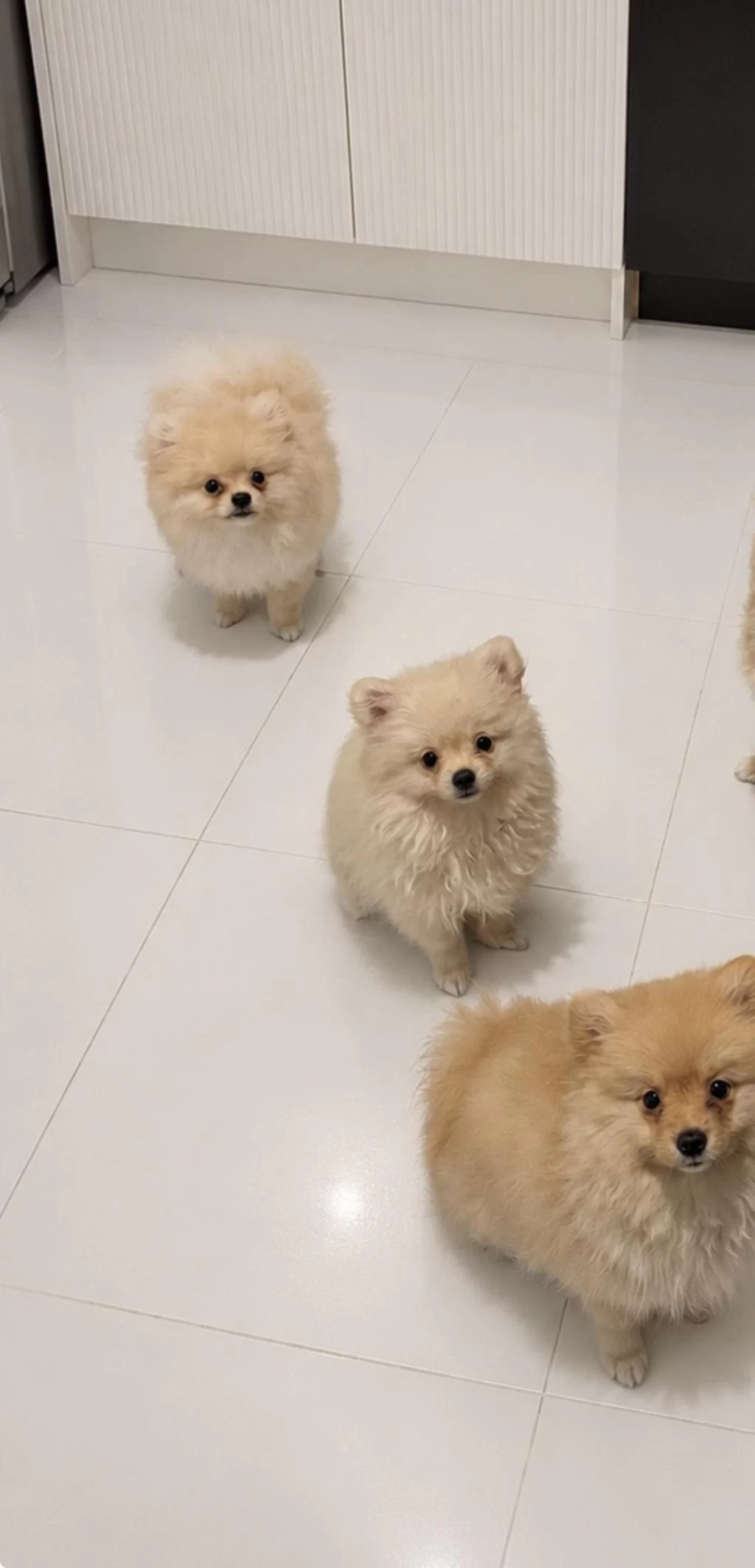 4 Aylık Yavru Pomeranianlar Acil Sahiplendirilecektir