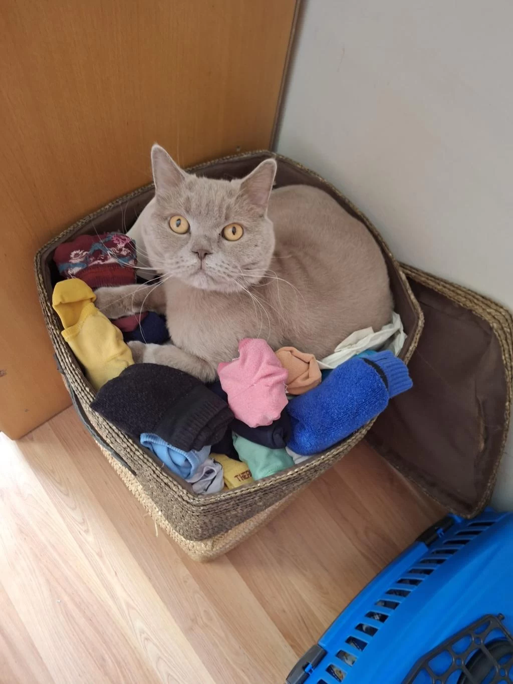 British Shorthair 5 Yaşında Erkek Ankara