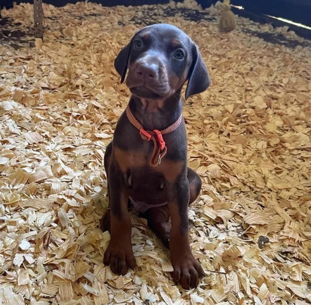 Doberman Bebekler Sağlık Ve İrk Garantili Teslim