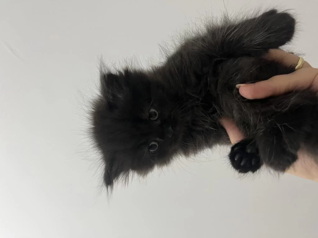2 Aylık British Longhair Erkek