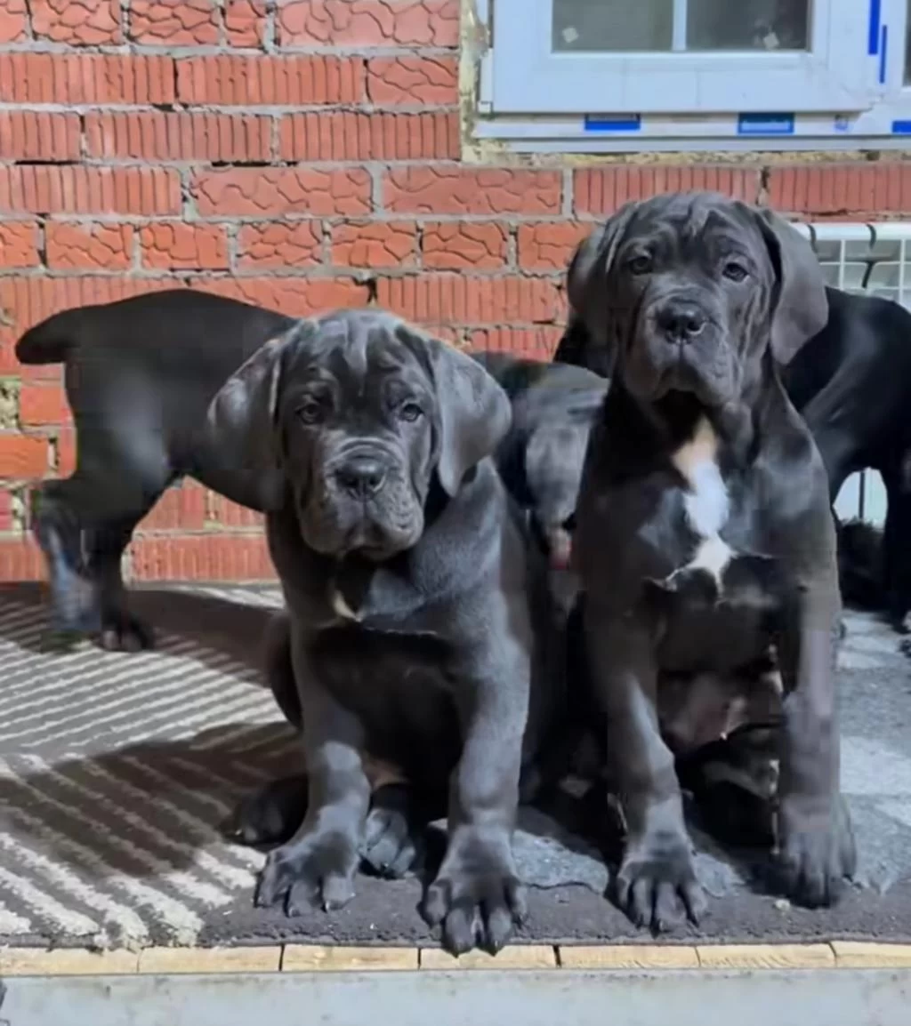 Cane Corso Bebekler Sağlık Ve İrk Garantili Teslim