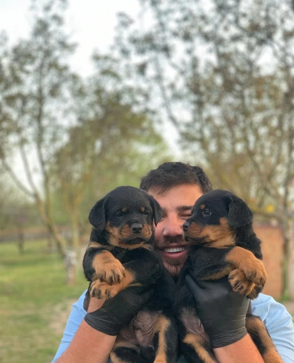 Çiftliğin Efsane Rottweiler Yavruları Kapıda Ödemeli