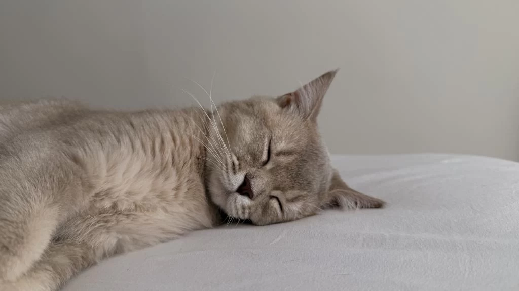 British Shorthair 8 Aylık Kedimiz