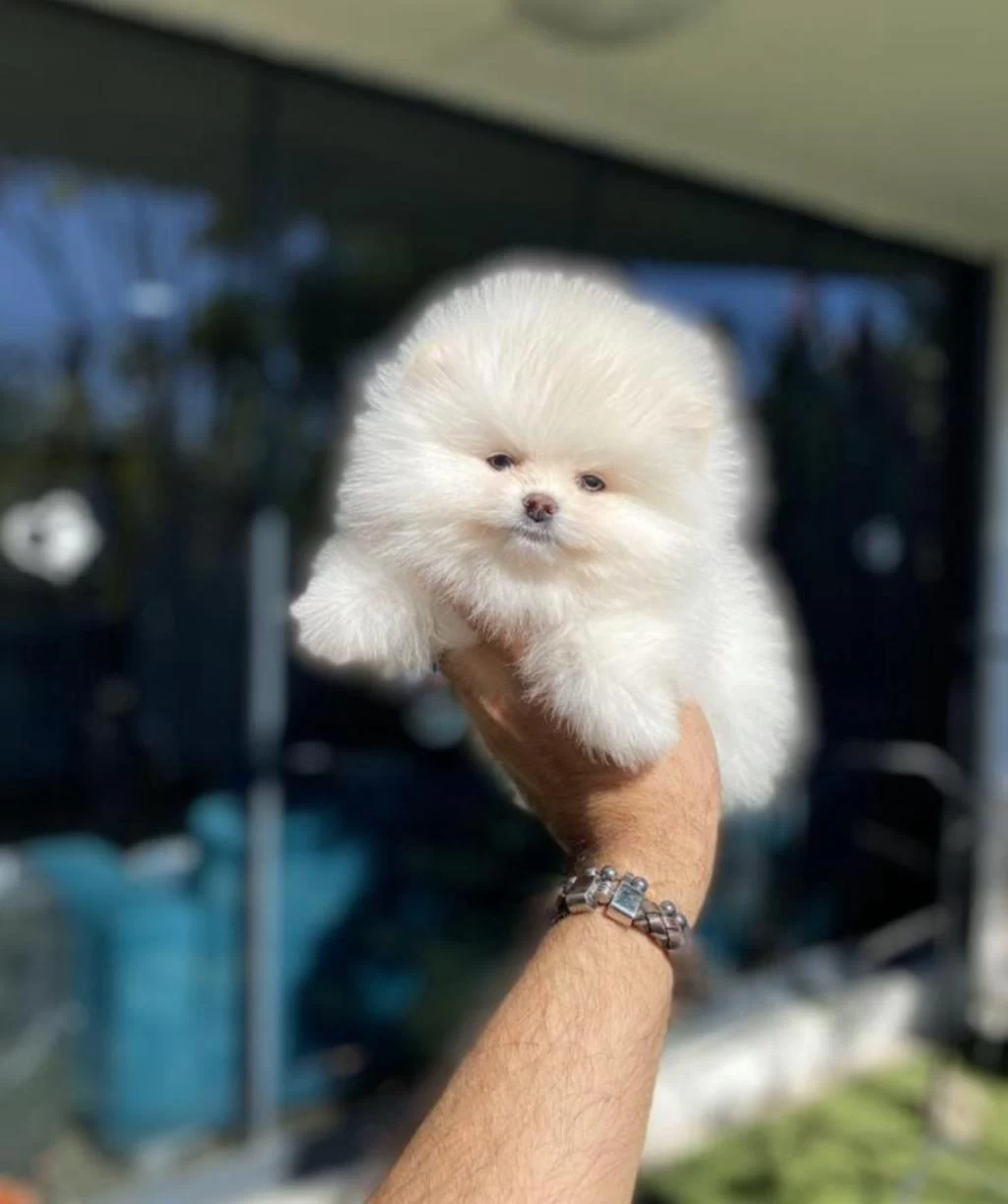 Pomeranian Boo Yavruları