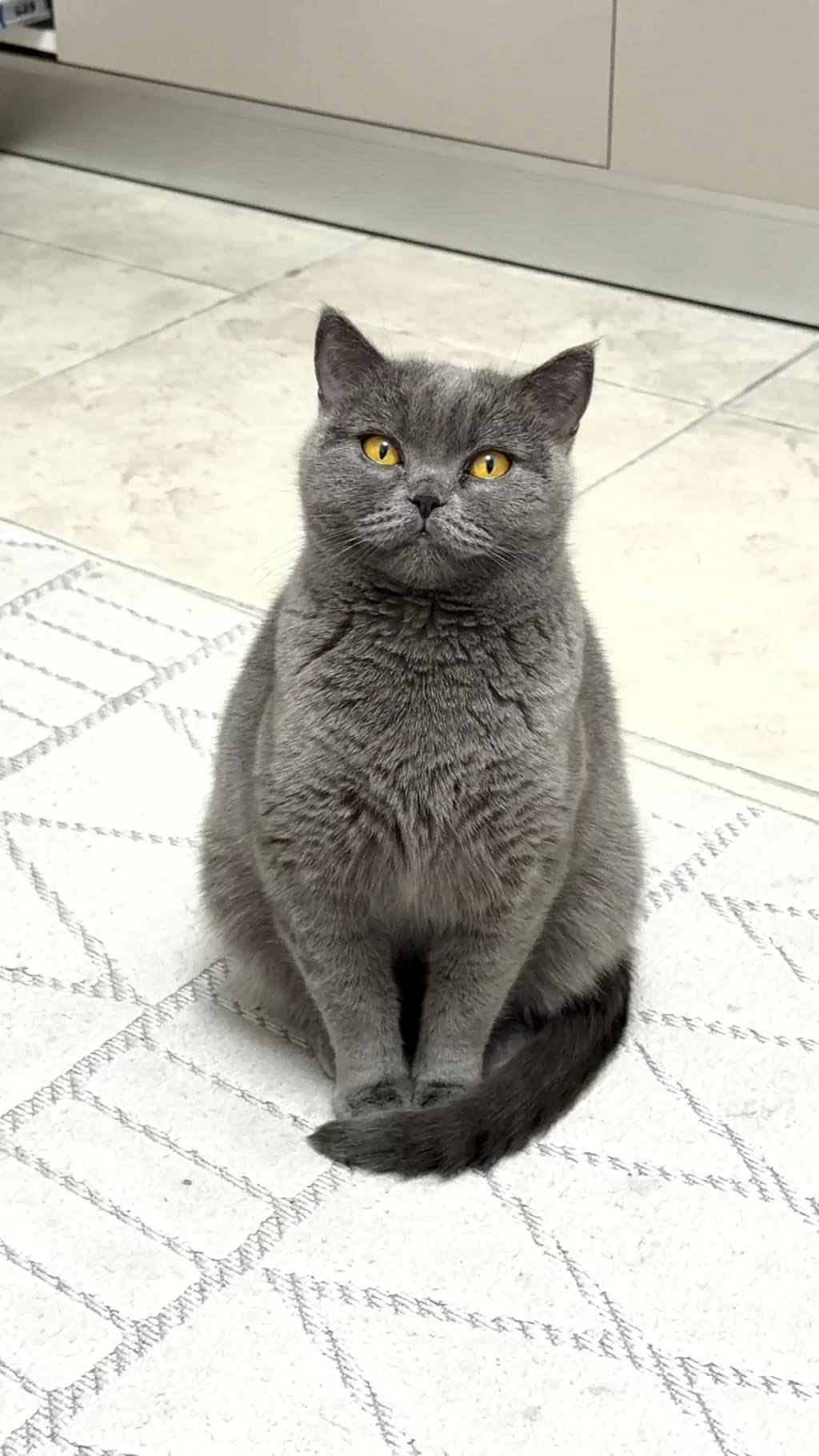 British Shorthair Kedimiz 1 Yaşında