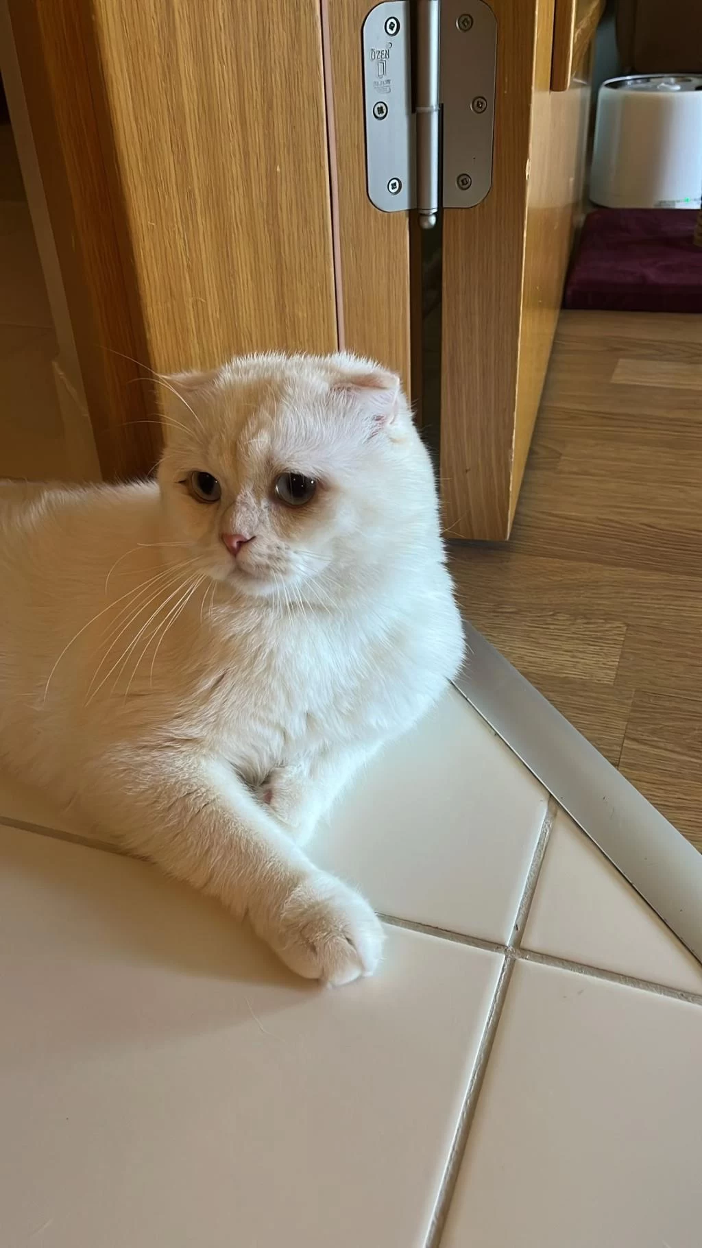 Scottish Fold Kedimizi Sahiplendirmek İstiyoruz