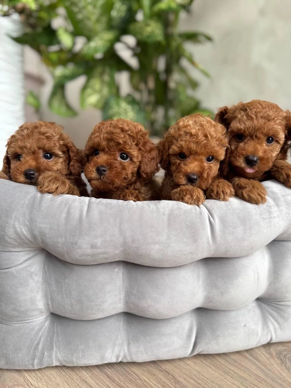 Toy Poodle Korean Erkek 3 Aylık Mezitli