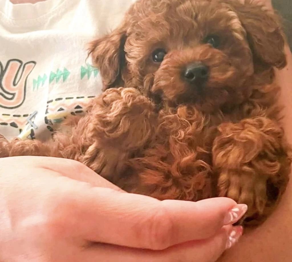 Harika Toy Poodle Köpekler