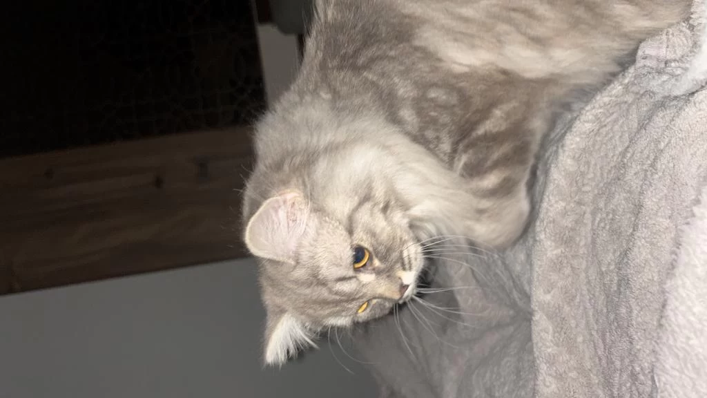 Chinchilla Bir Yaşında Dişi
