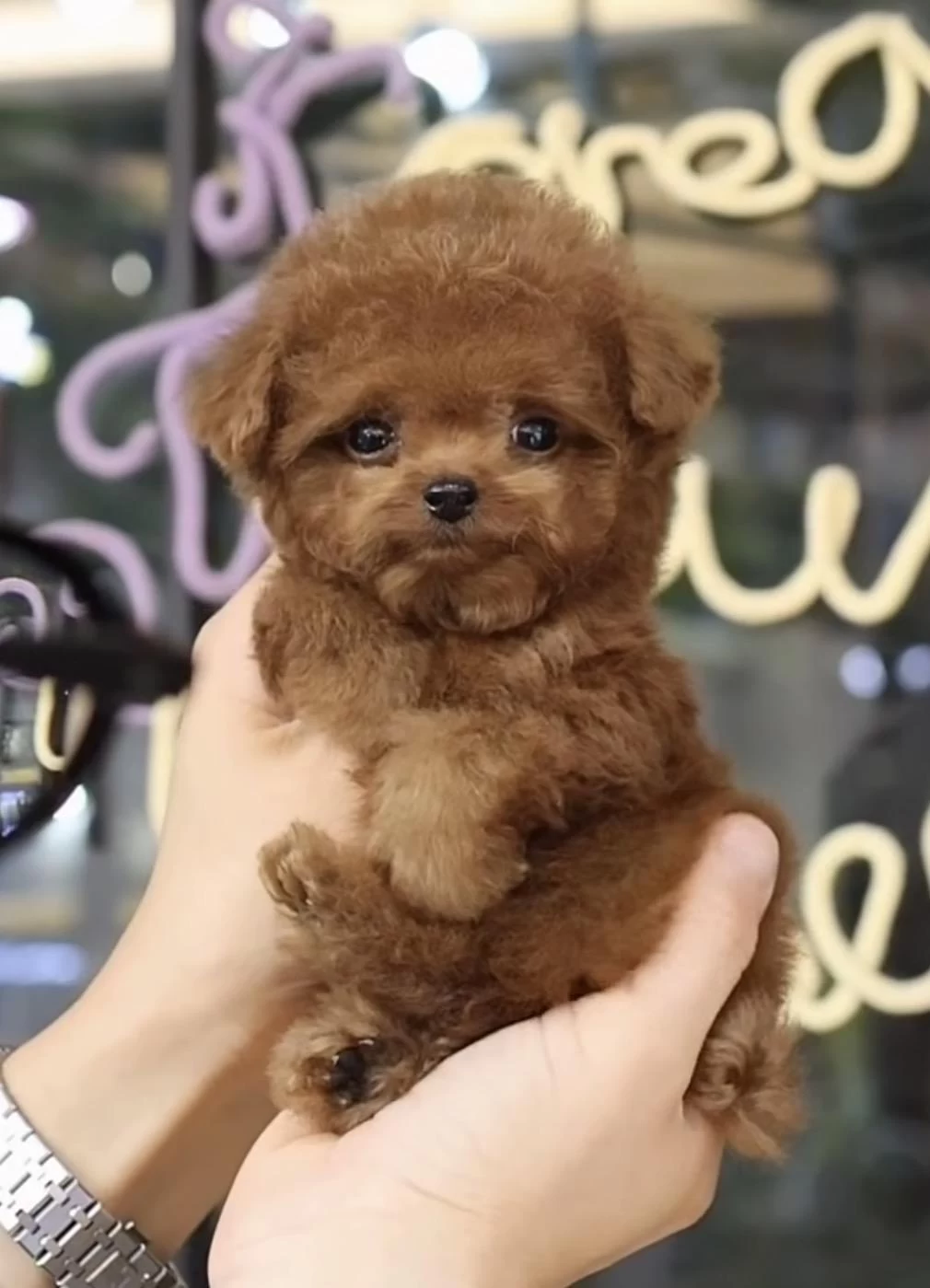 Harika Toy Poodle Yavrusu