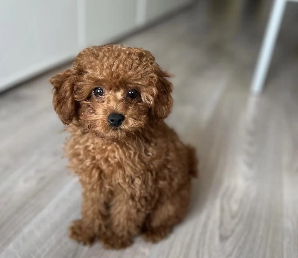 Sağlıklı Toy Poodle Köpeği