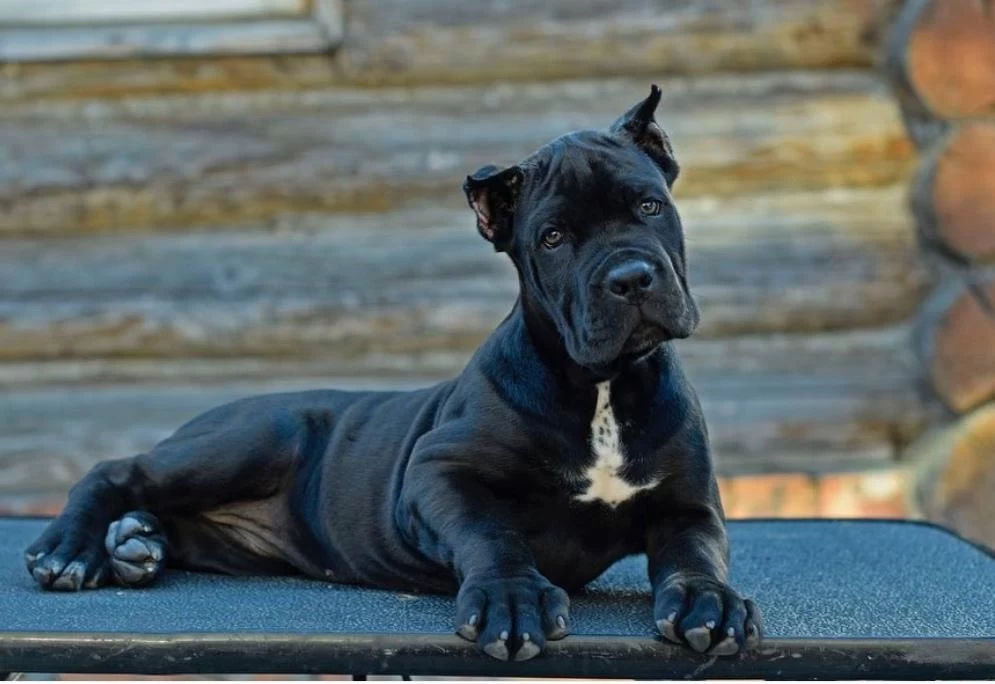 Çiftliğin Efsane Cane Corso Yavruları Kapıda Ödemeli