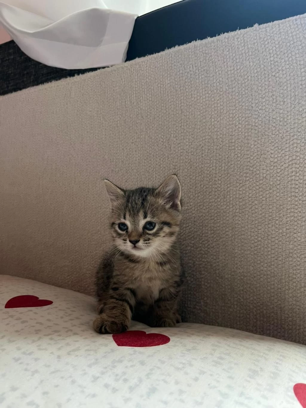 Sağlıklı British Shorthair