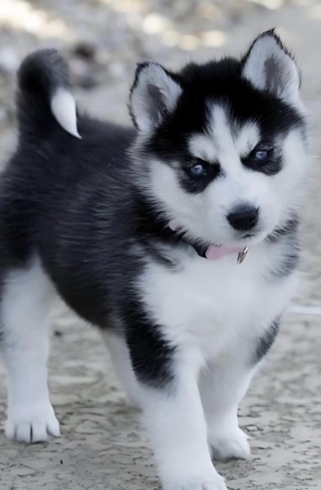 Sibirya Kurdu Köpeği