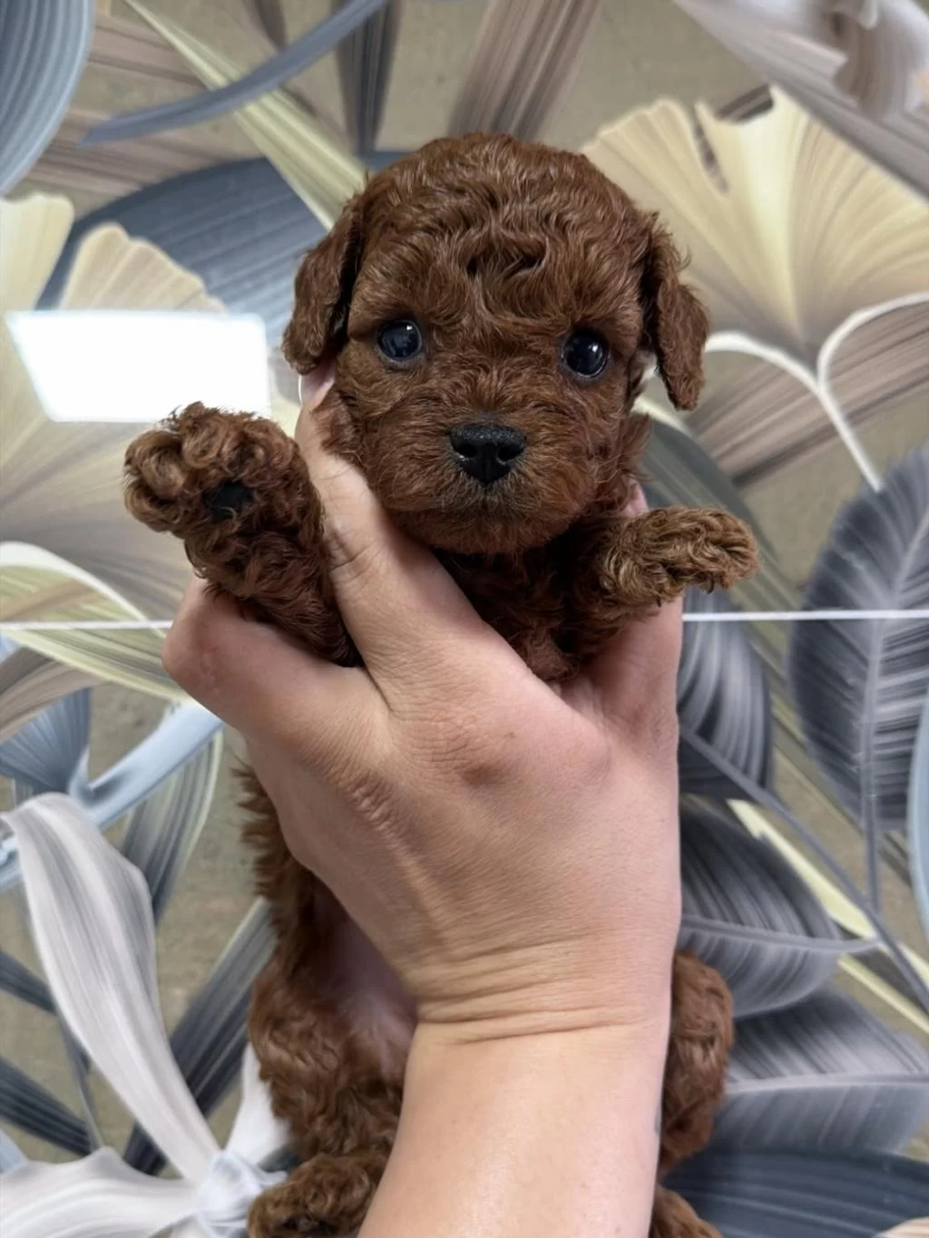 Anne Baba Kore Toy Poodle Yavrulari