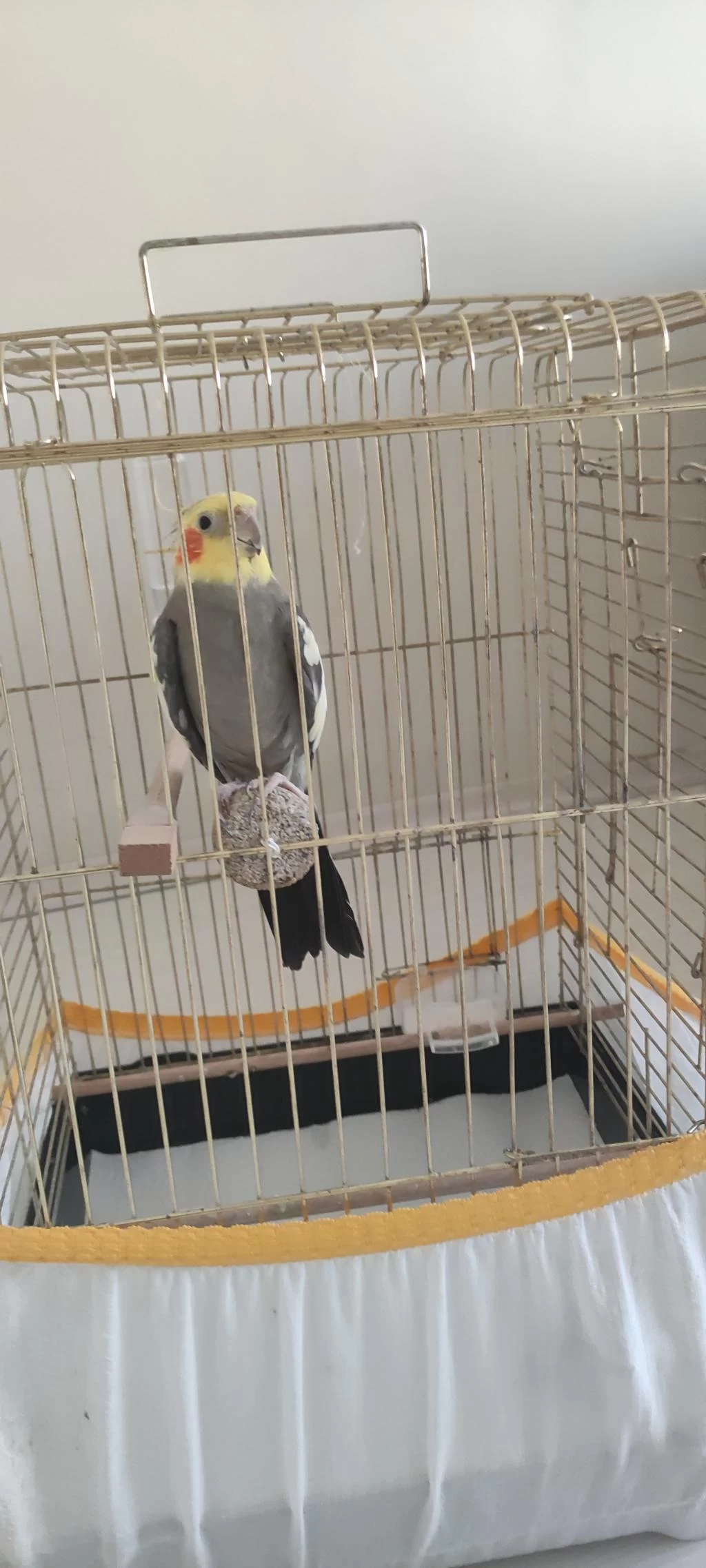 Erkek Sultan Papağanımız