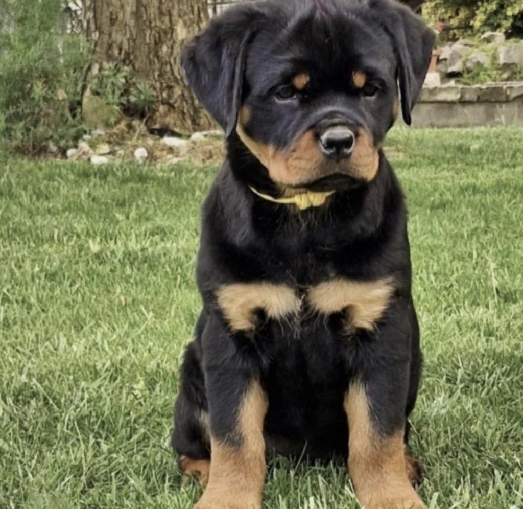 Rottweiler Köpeğimiz