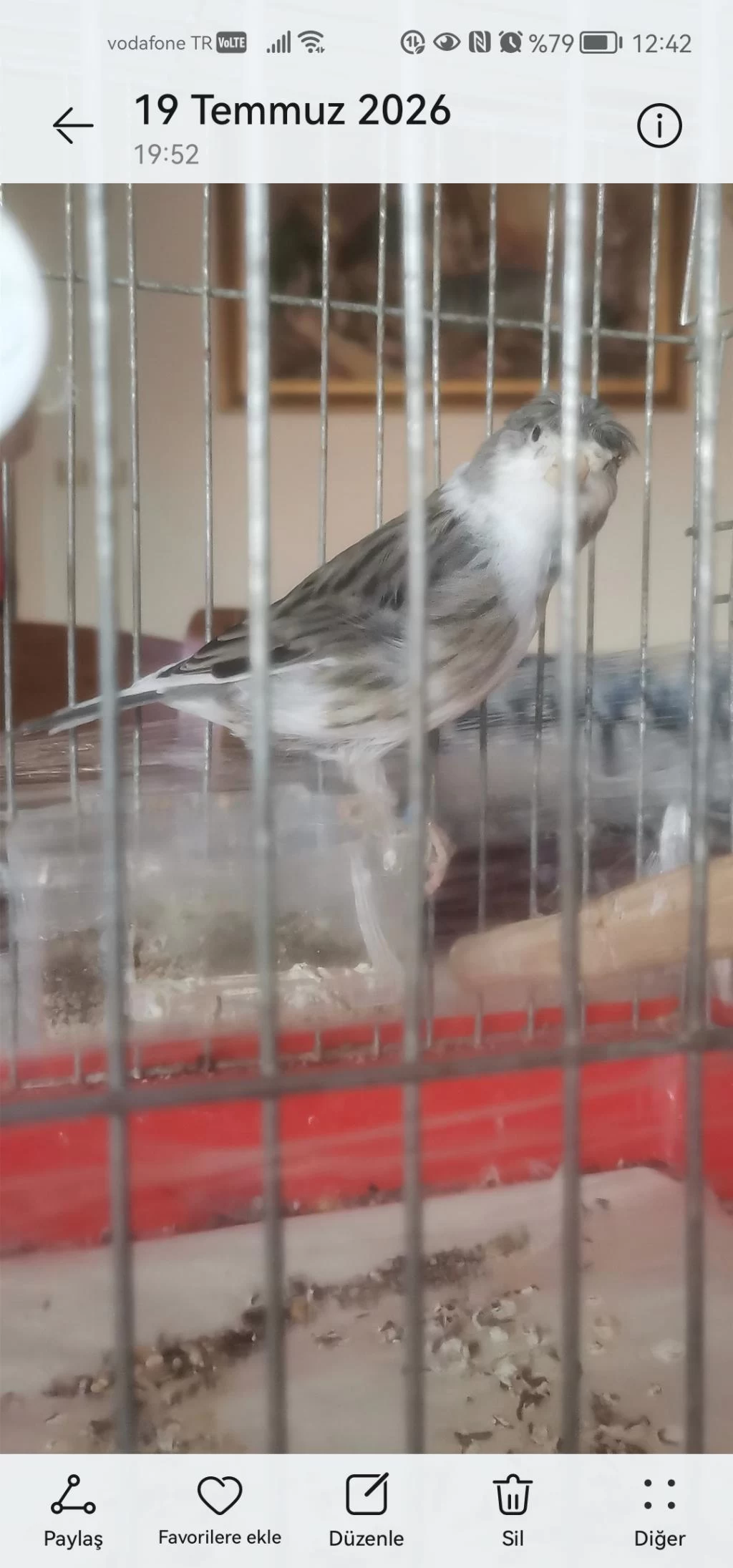Hazır Bangir Bangir Oter Durumda Harleguin Kanarya