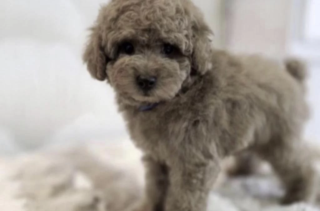 Toy Poodle Köpeğimiz